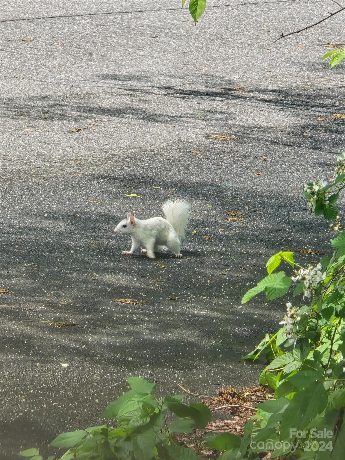 12 South Ridge Place Arden, NC 28704 - Photo 33 of 41 a close up of a plant in a garden