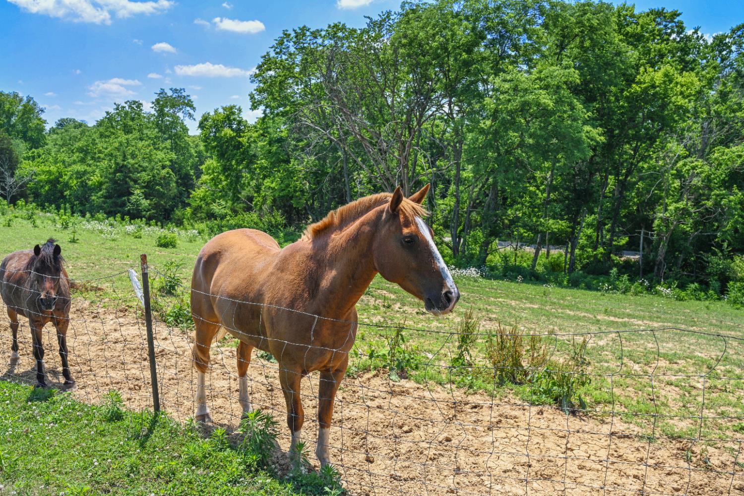 8808 Plum Creek Road Vevay, IN 47043 - Photo 48 of 52