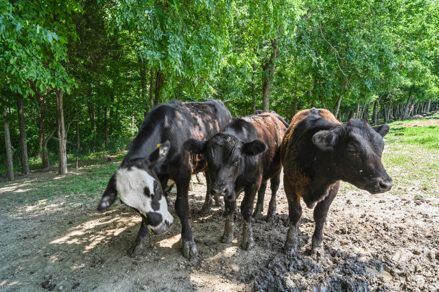 8808 Plum Creek Road Vevay, IN 47043 - Photo 49 of 52