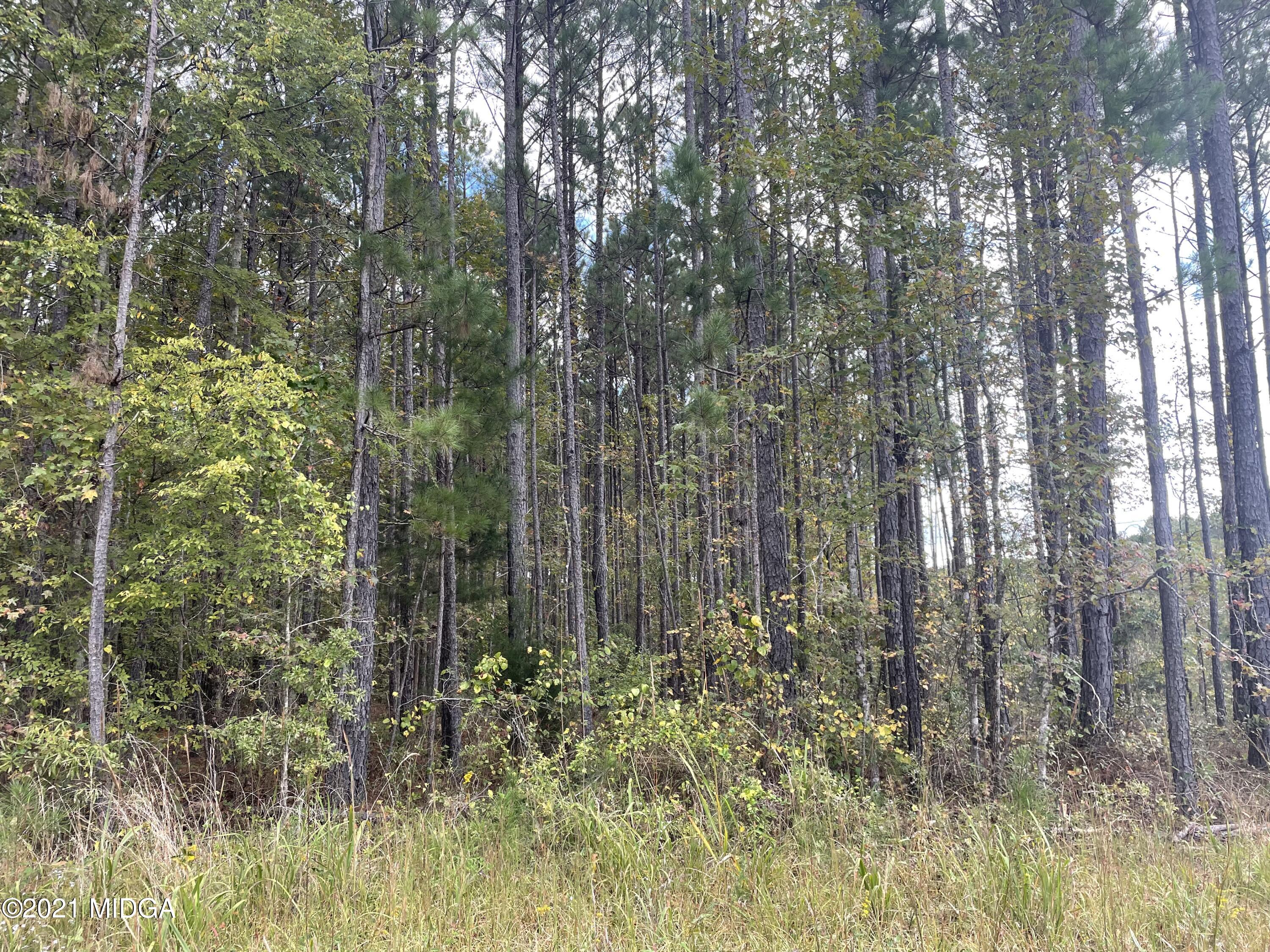 a view of forest