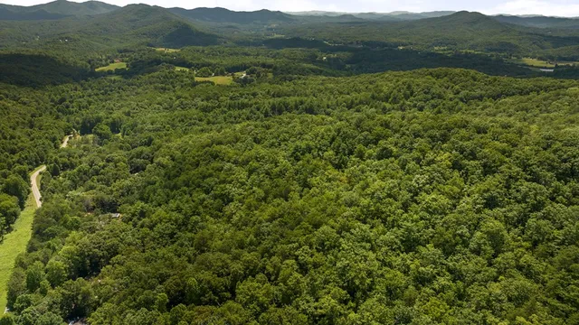 a view of a lush green forest with a lush green hillside