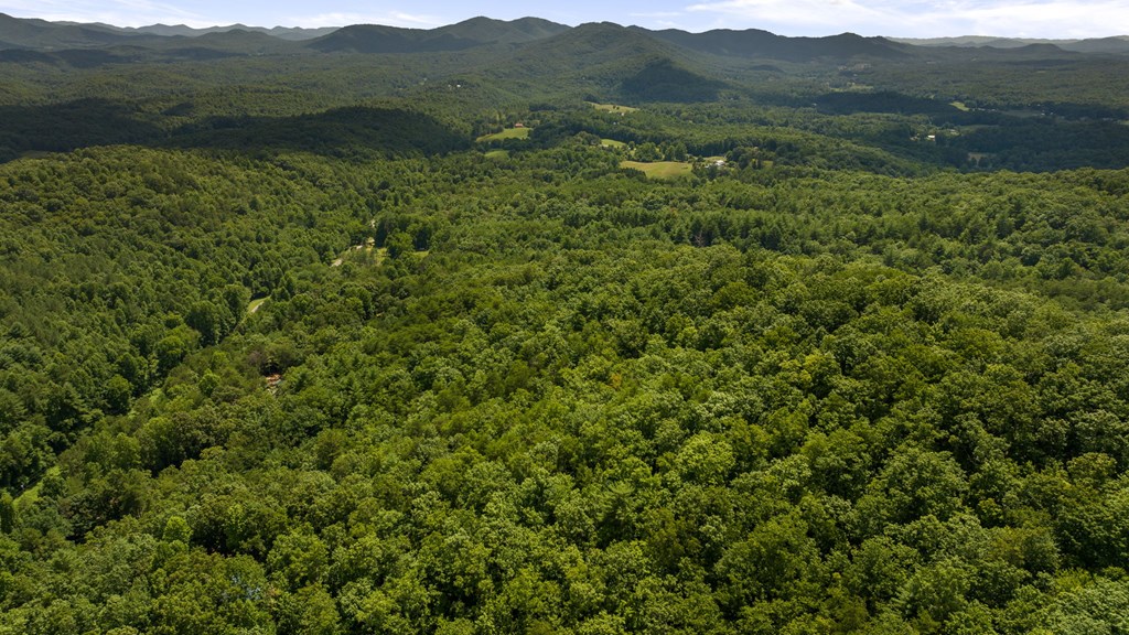 1-ac Green Cove Road Brasstown, NC 28902 - Photo 13 of 19 a view of a lush green forest with a lush green hillside