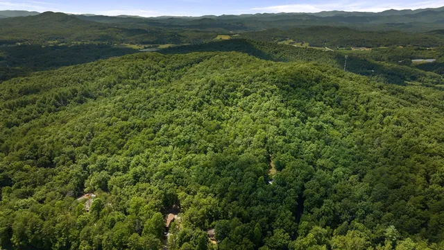 a view of a lush green forest with a houses