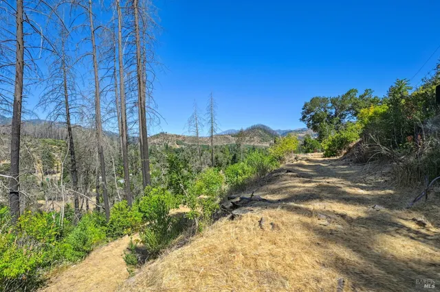 a view of a yard with plants and trees