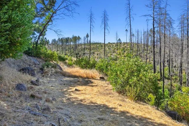 a view of a yard with plants