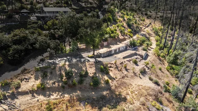 a view of a forest with a tree