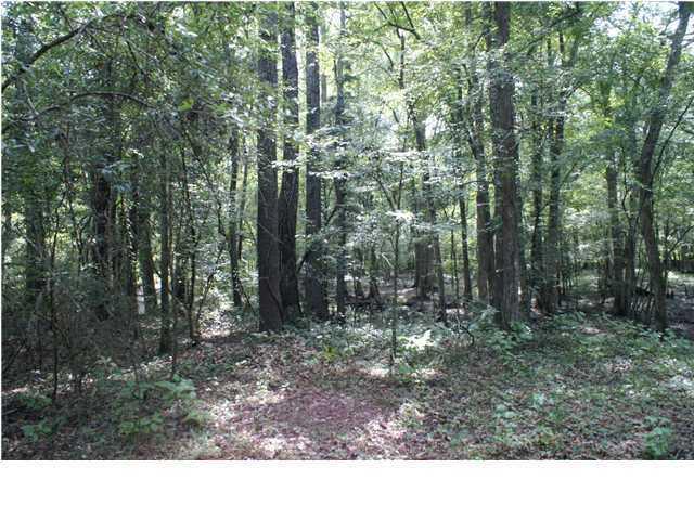 0 Bryan Branch Road Reevesville, SC 29471 - Photo 18 of 22 0 Bryan Branch Road Reevesville SC