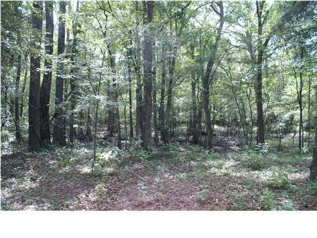 0 Bryan Branch Road Reevesville, SC 29471 - Photo 19 of 22 0 Bryan Branch Road Reevesville SC