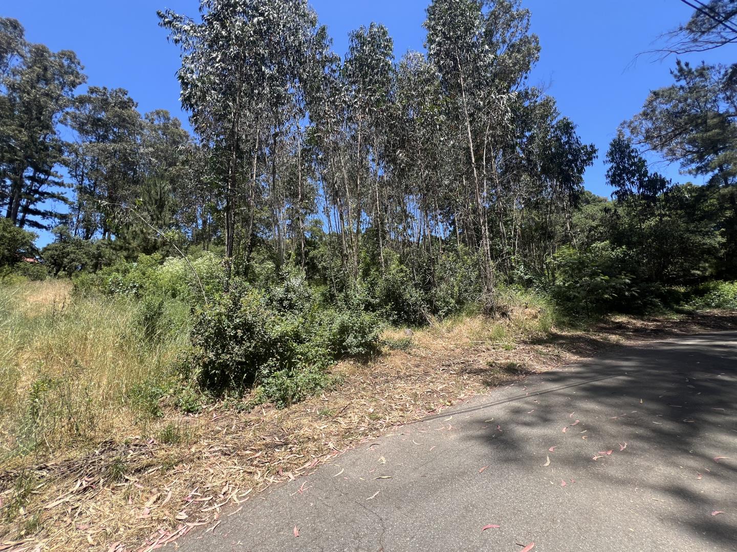 17160 Wilson Way Watsonville, CA 95076 - Photo 2 of 62 a view of a yard with a tree
