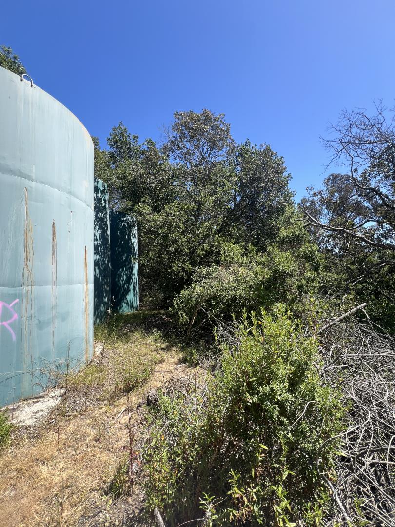 17160 Wilson Way Watsonville, CA 95076 - Photo 30 of 62 a view of a yard with plants and a tree