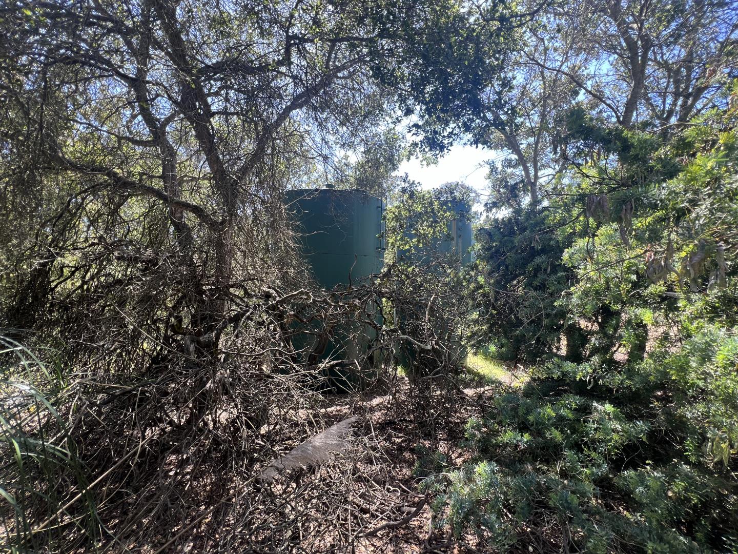 17160 Wilson Way Watsonville, CA 95076 - Photo 31 of 62 a view of a tree in a yard