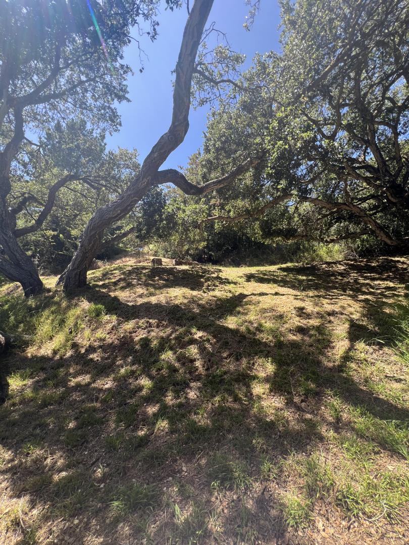 17160 Wilson Way Watsonville, CA 95076 - Photo 34 of 62 a view of a trees with a tree
