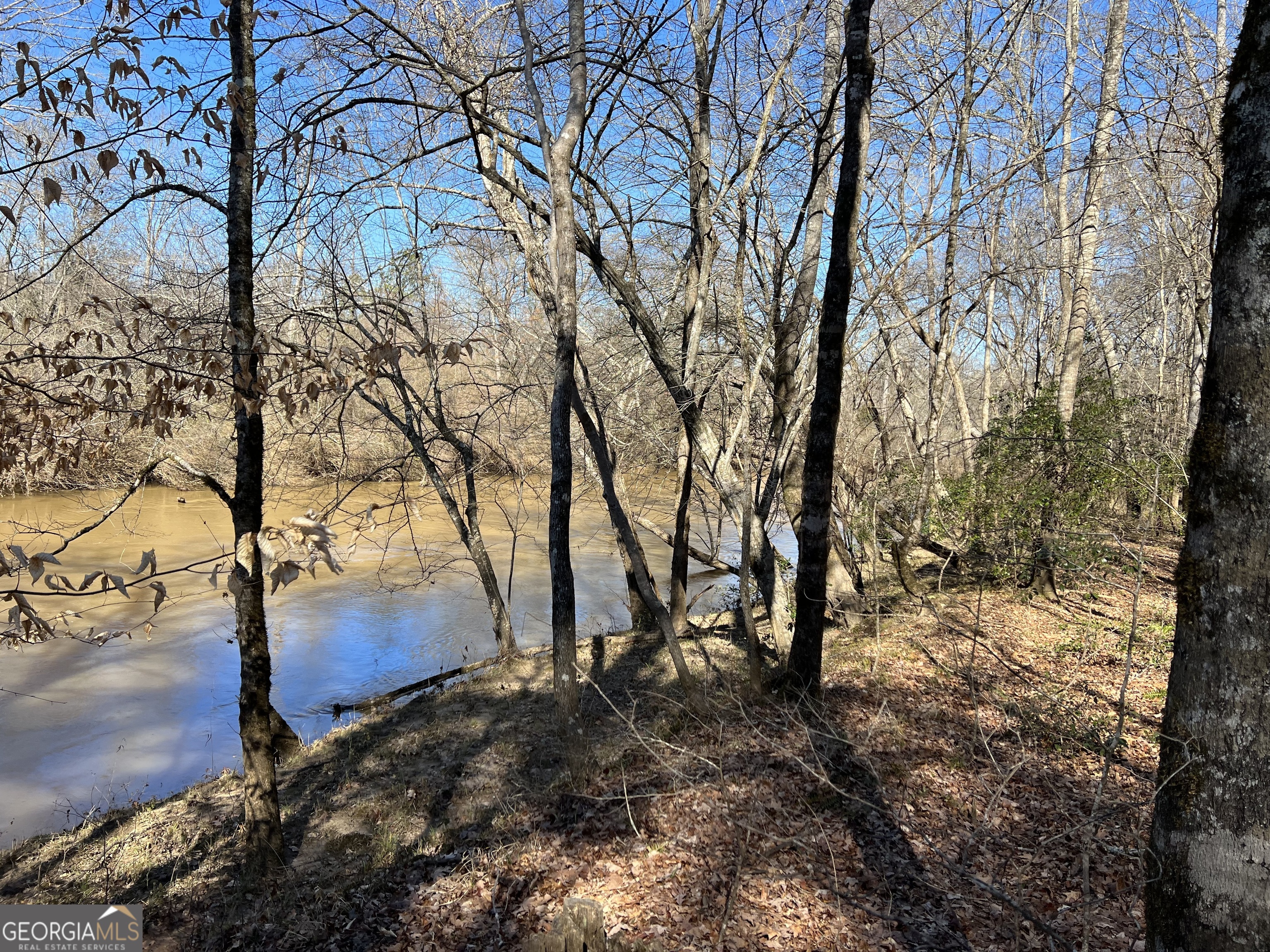 a view of a yard with lots of trees