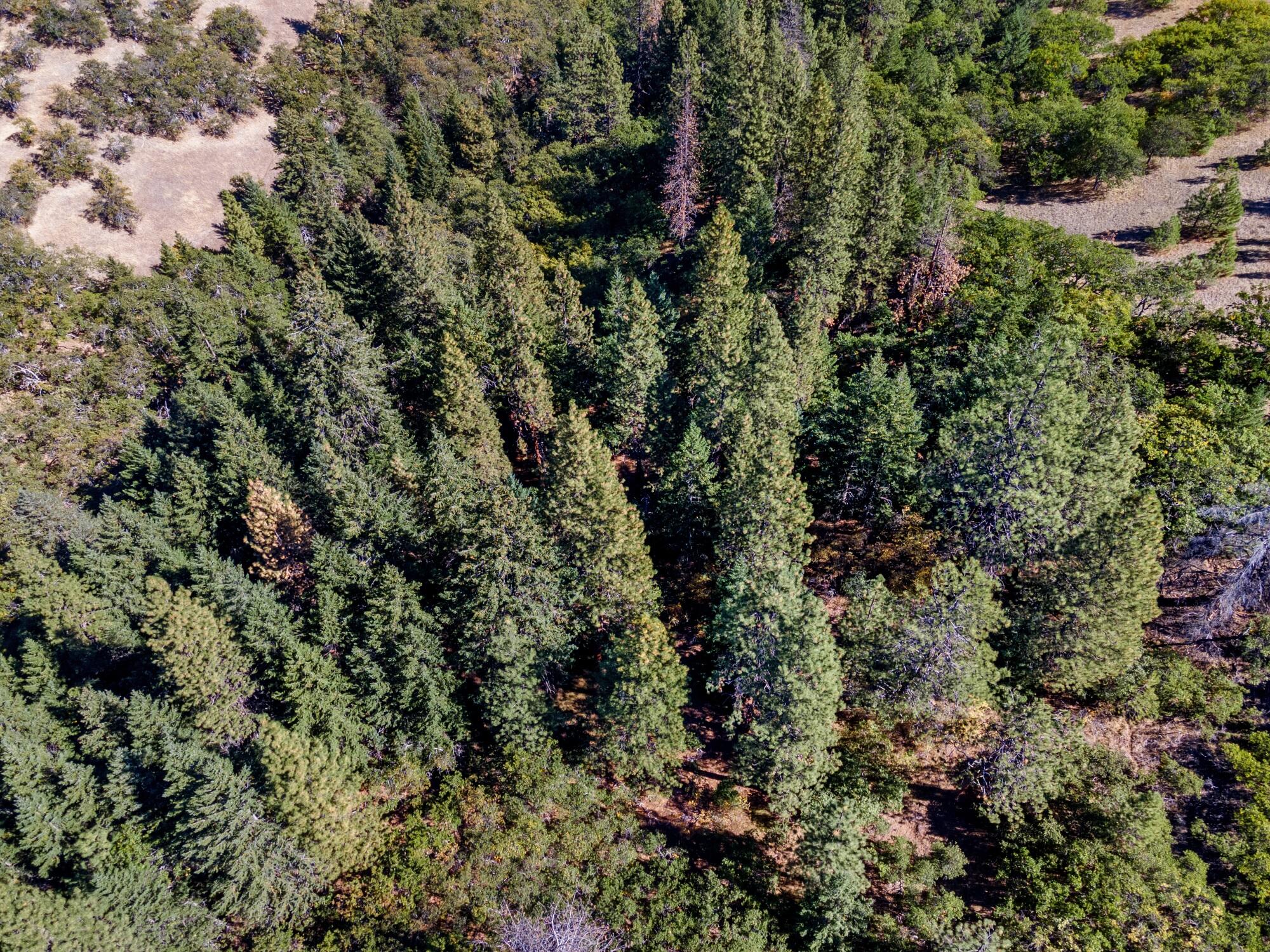 0 Colestin Road Ashland, OR 97520 - Photo 8 of 13 DJI_0908