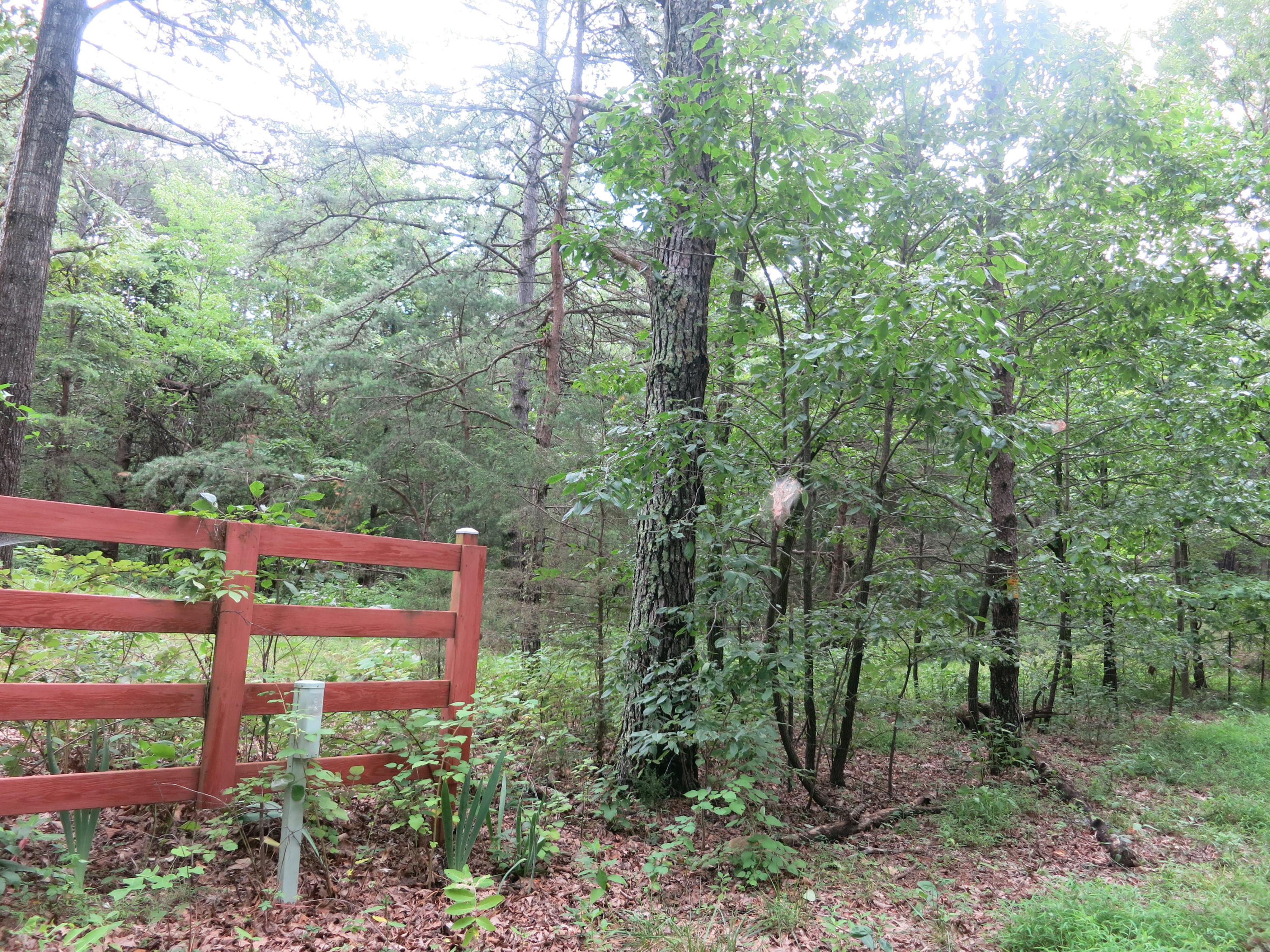0 Walnut Grove Church Road Montvale, VA 24122 - Photo 6 of 9 Gate between lots