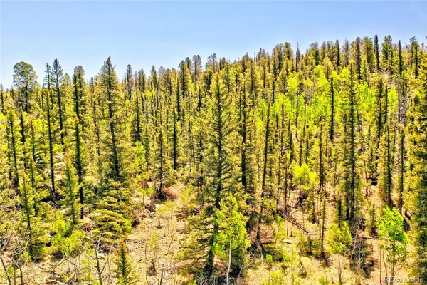 a view of a bunch of trees