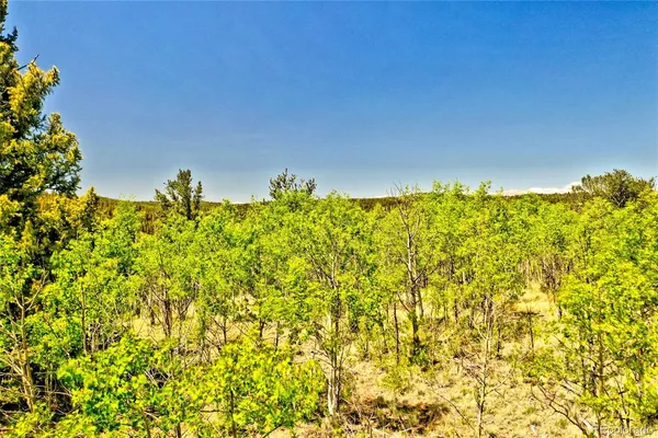 a view of a bunch of plants and trees