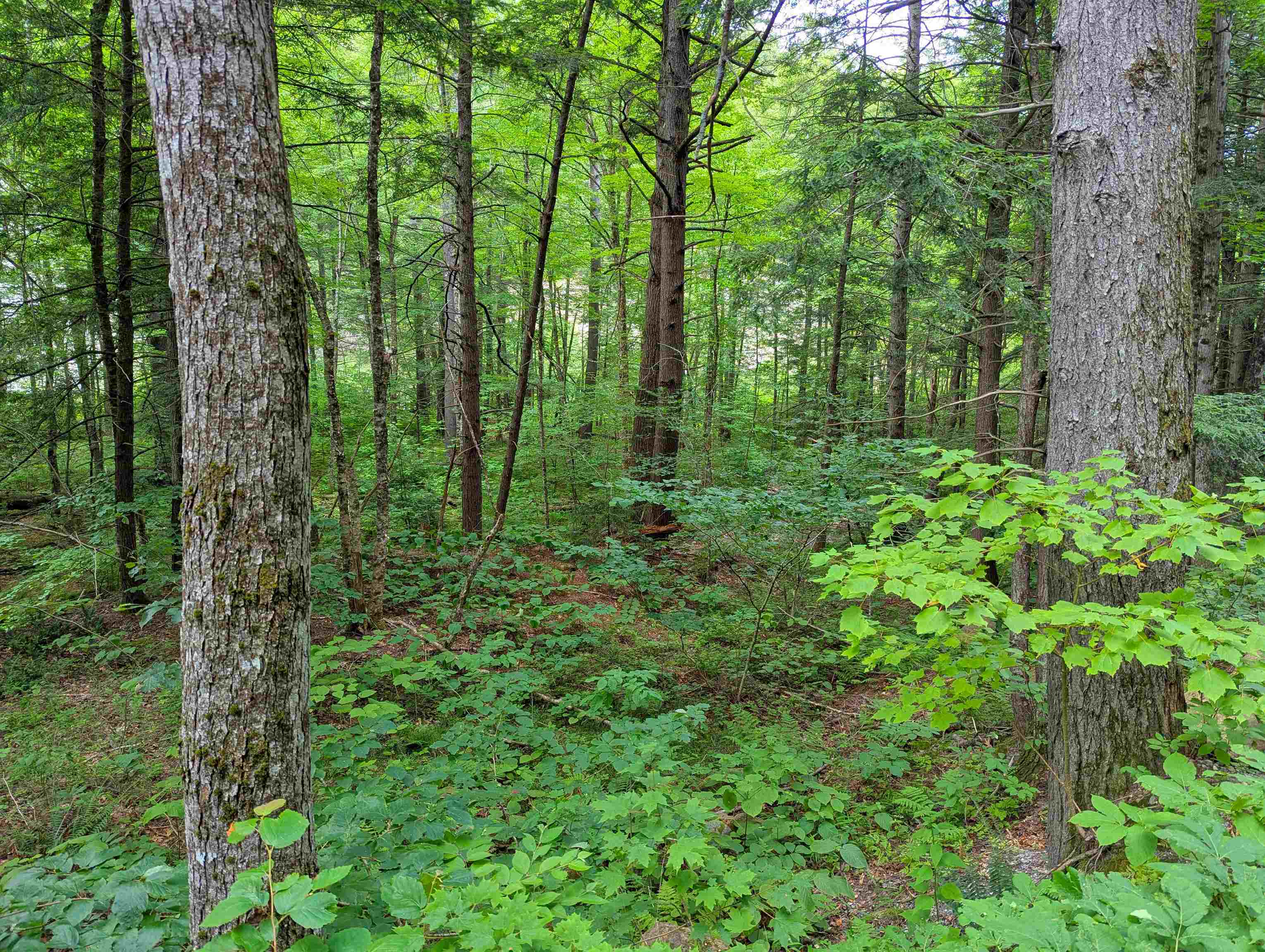 0 Hunter Brook Road South Newfane, VT 05351 - Photo 14 of 16