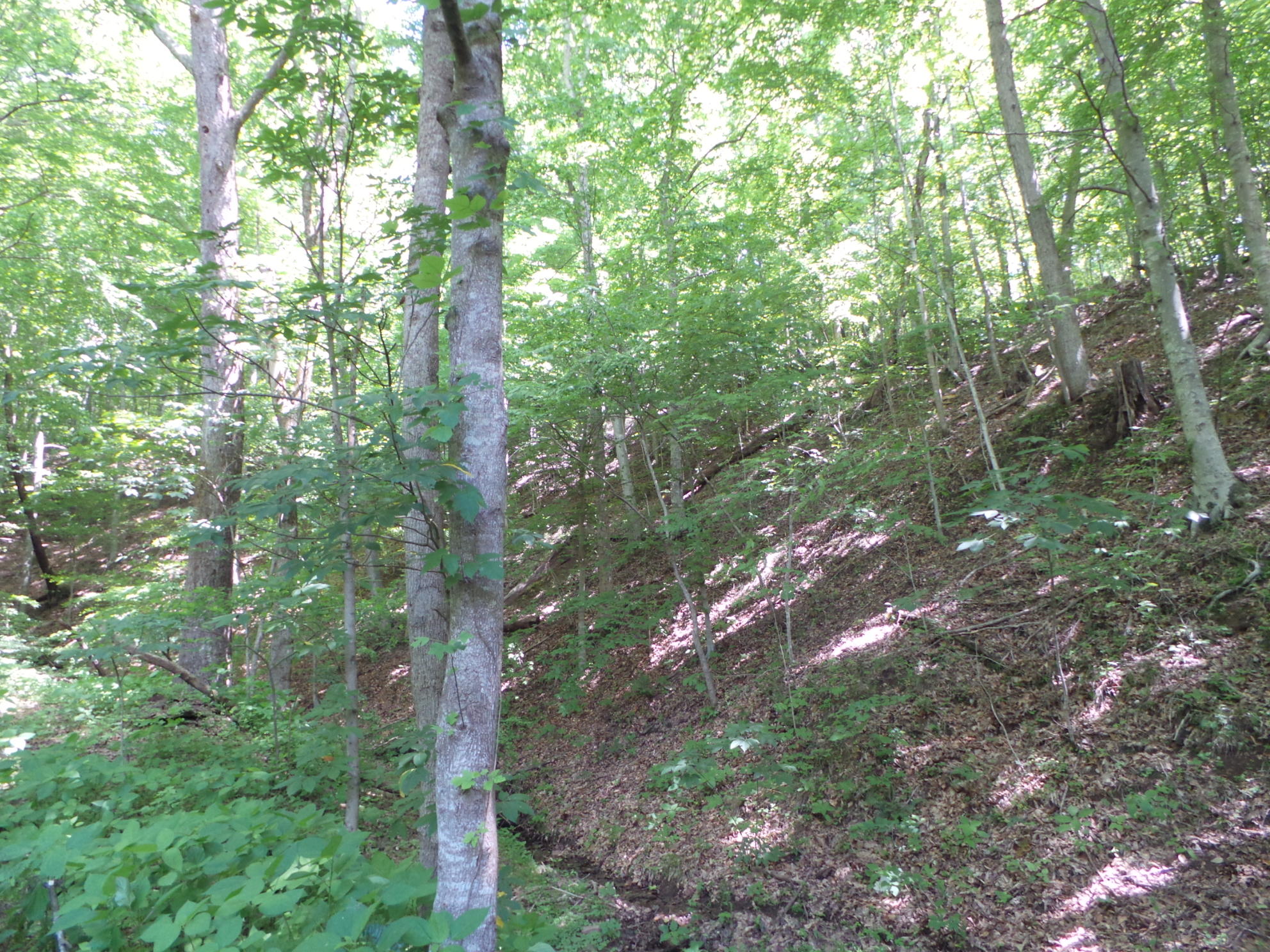 1905 Boozy Creek Road Bristol, VA 24202 - Photo 26 of 130 HUNT IN YOUR OWN WOODS