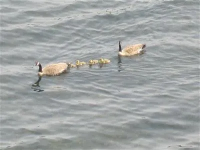 $389,900 | 5701 Head Lake Road, Hastings, MI 49058