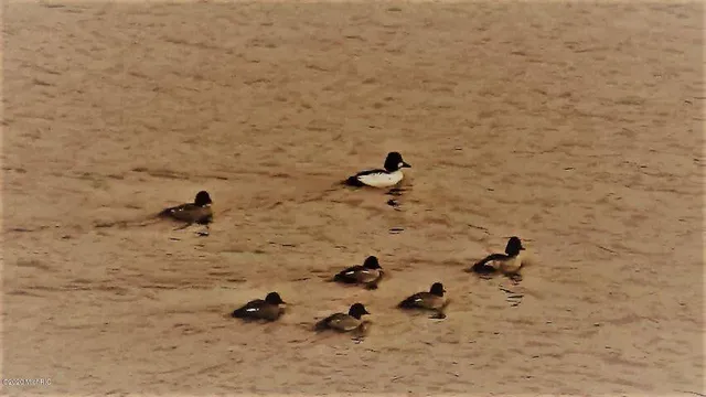 $389,900 | 5701 Head Lake Road, Hastings, MI 49058