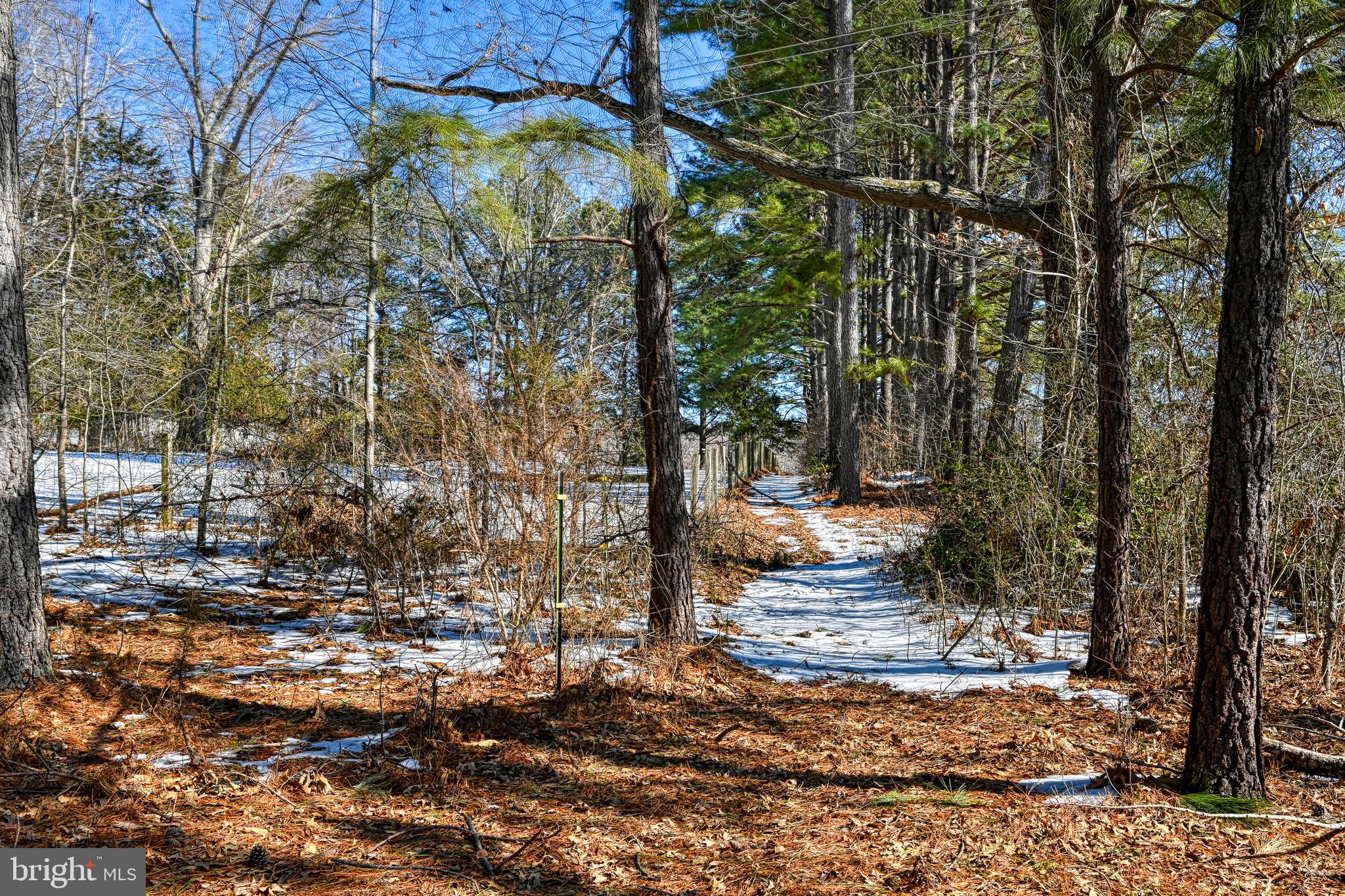 441 Hartwood Road Fredericksburg, VA 22406 - Photo 49 of 58 a view of a tree in the middle of a yard