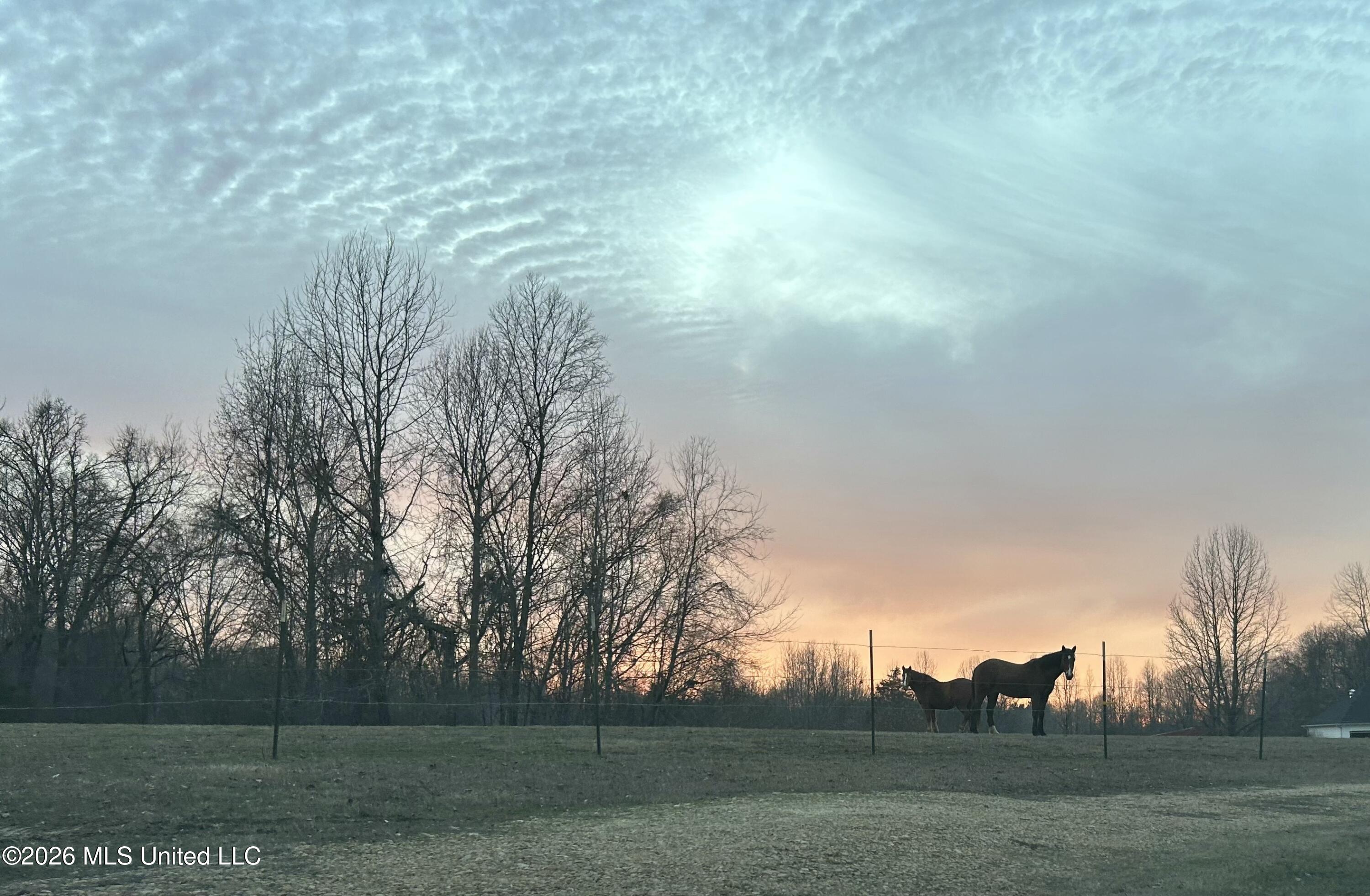227 Christian College Road Senatobia, MS 38668 - Photo 23 of 59 Christian college Johns horses