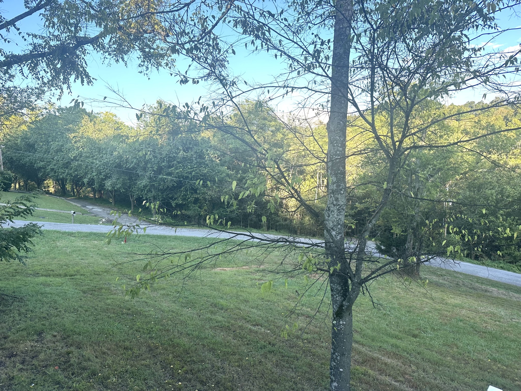 286 Emily Lane Bell Buckle, TN 37020 - Photo 8 of 38 a yard with trees in the background