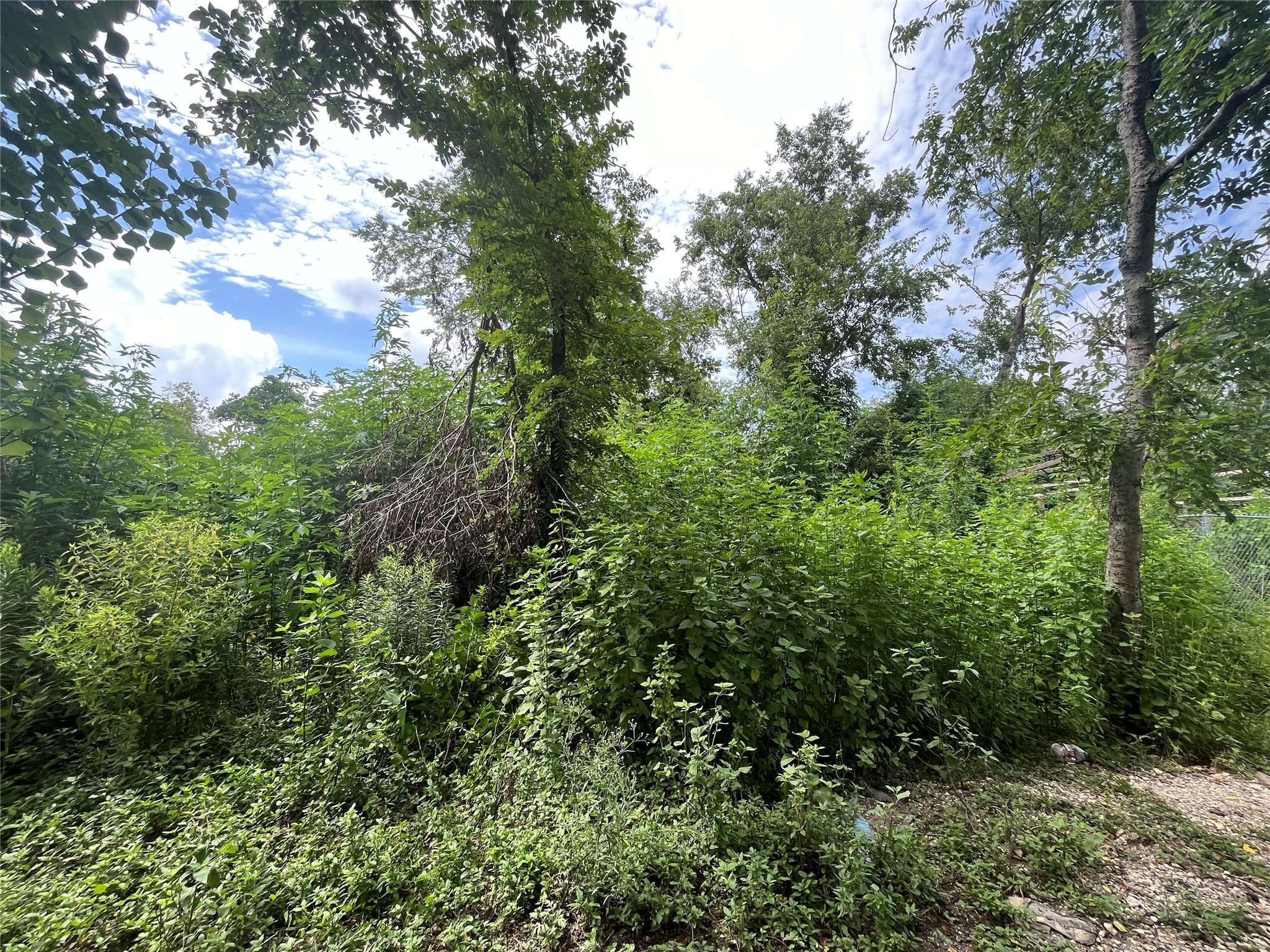 a view of a forest with a tree