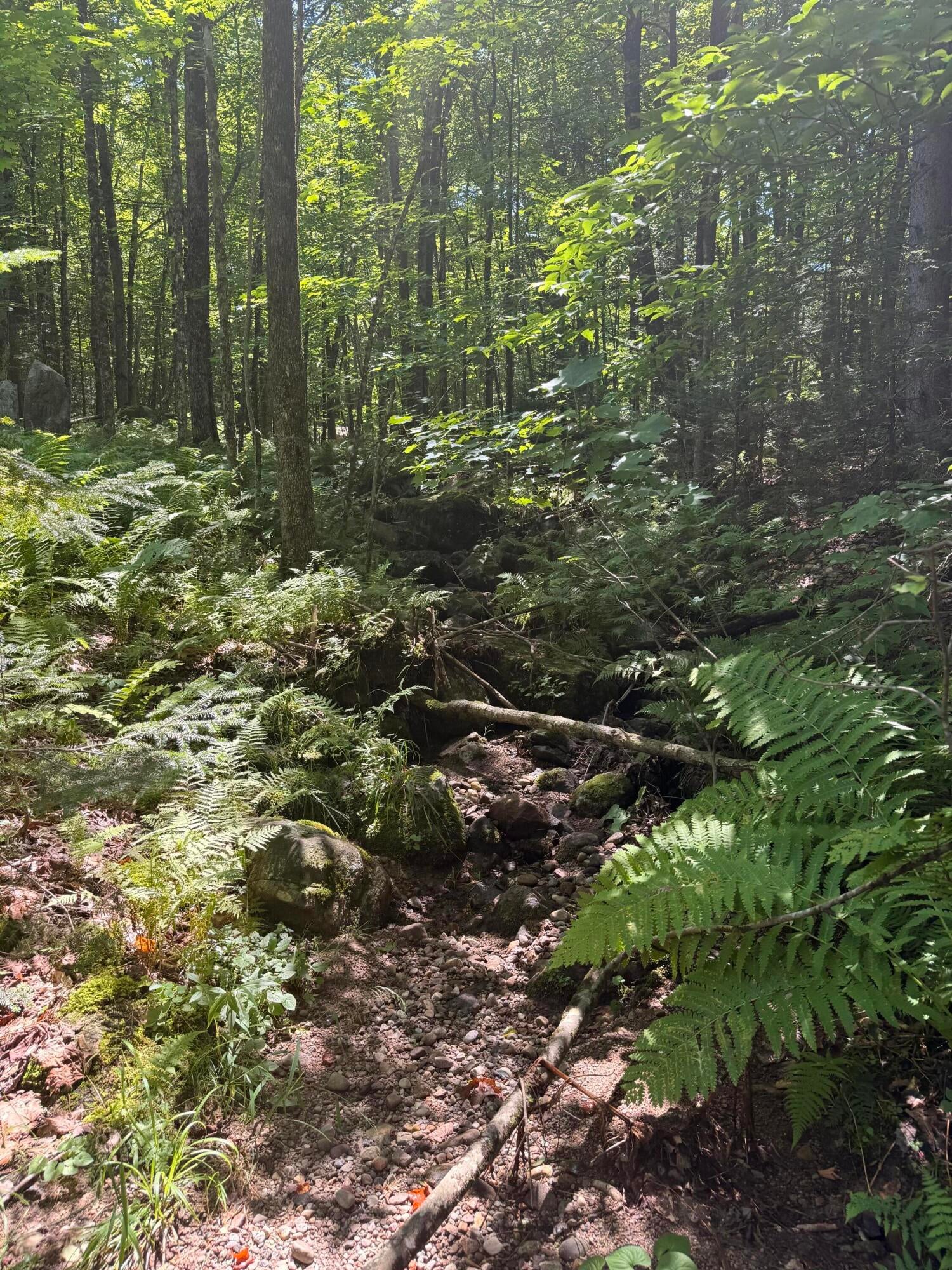 Tbd Cook Road St. Regis Falls, NY 12980 - Photo 10 of 16 Gallery Image 10