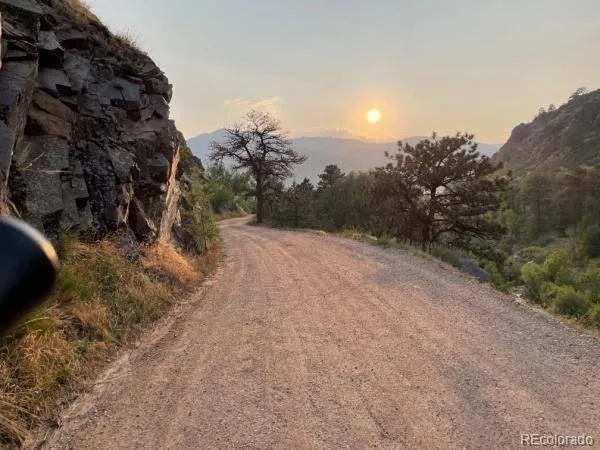 a view of a yard with a trees