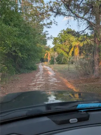 a view of a yard with tall trees