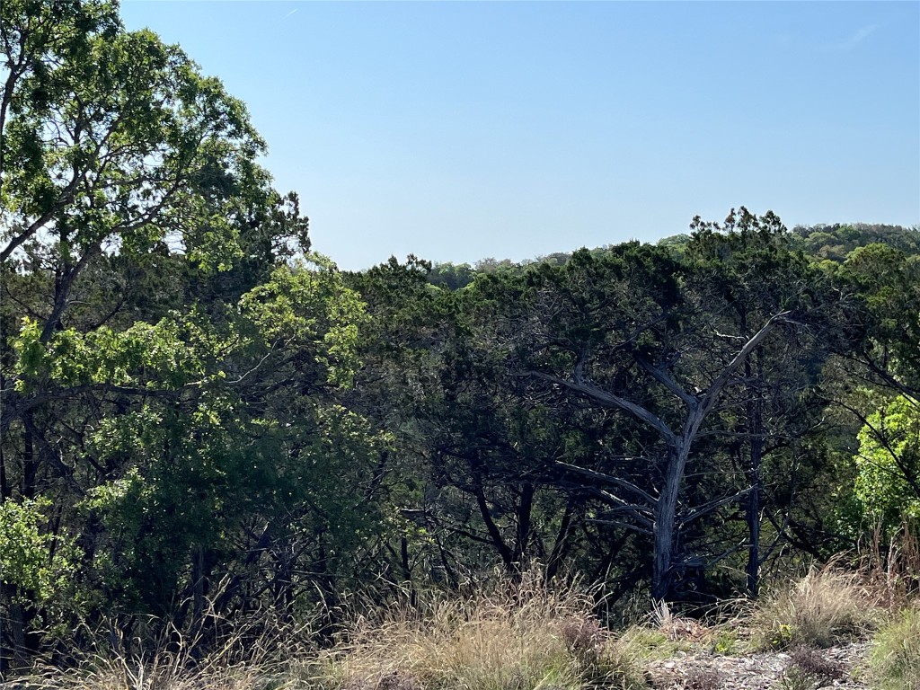27127 Ranch To Market 1431 Marble Falls, TX 78654 - Photo 4 of 25 a view of a forest with a tree in the background