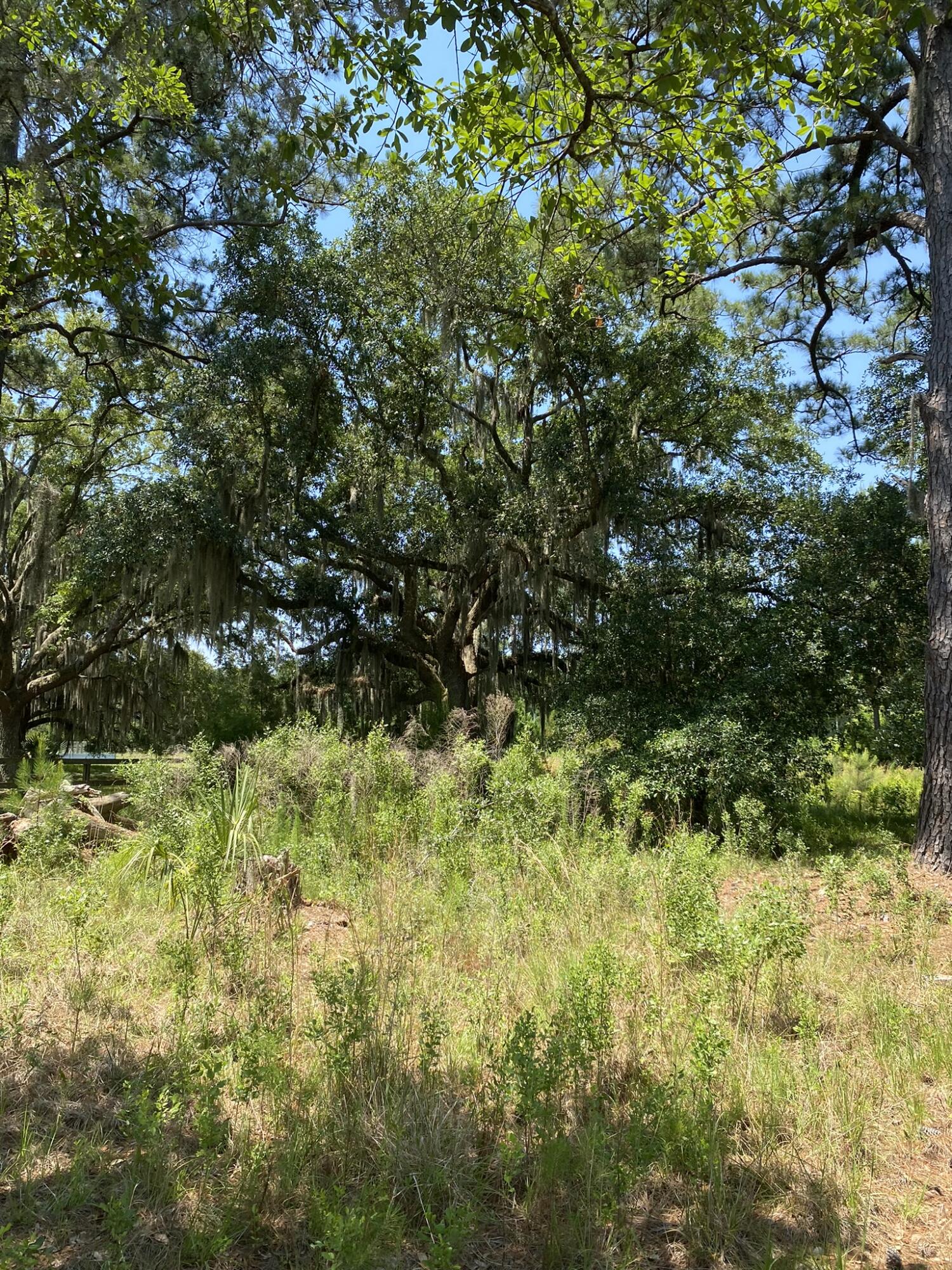 2 Eddy Farm Road Meggett, SC 29449 - Photo 6 of 16 CREM_0 Eddy Farm Road_018
