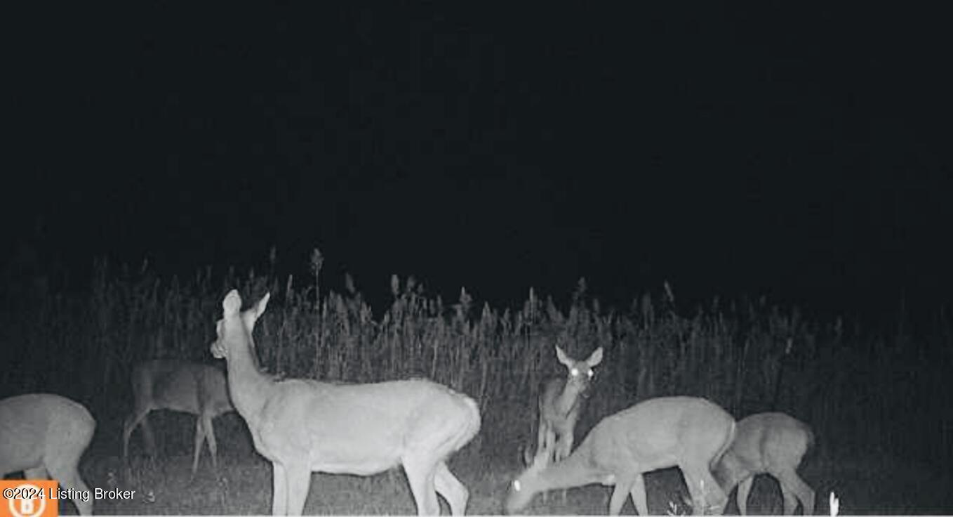 0 Timber Creek Road, Unit TRACT B Bloomfield, KY 40008 - Photo 9 of 18 Bucks_Trail_Cameras