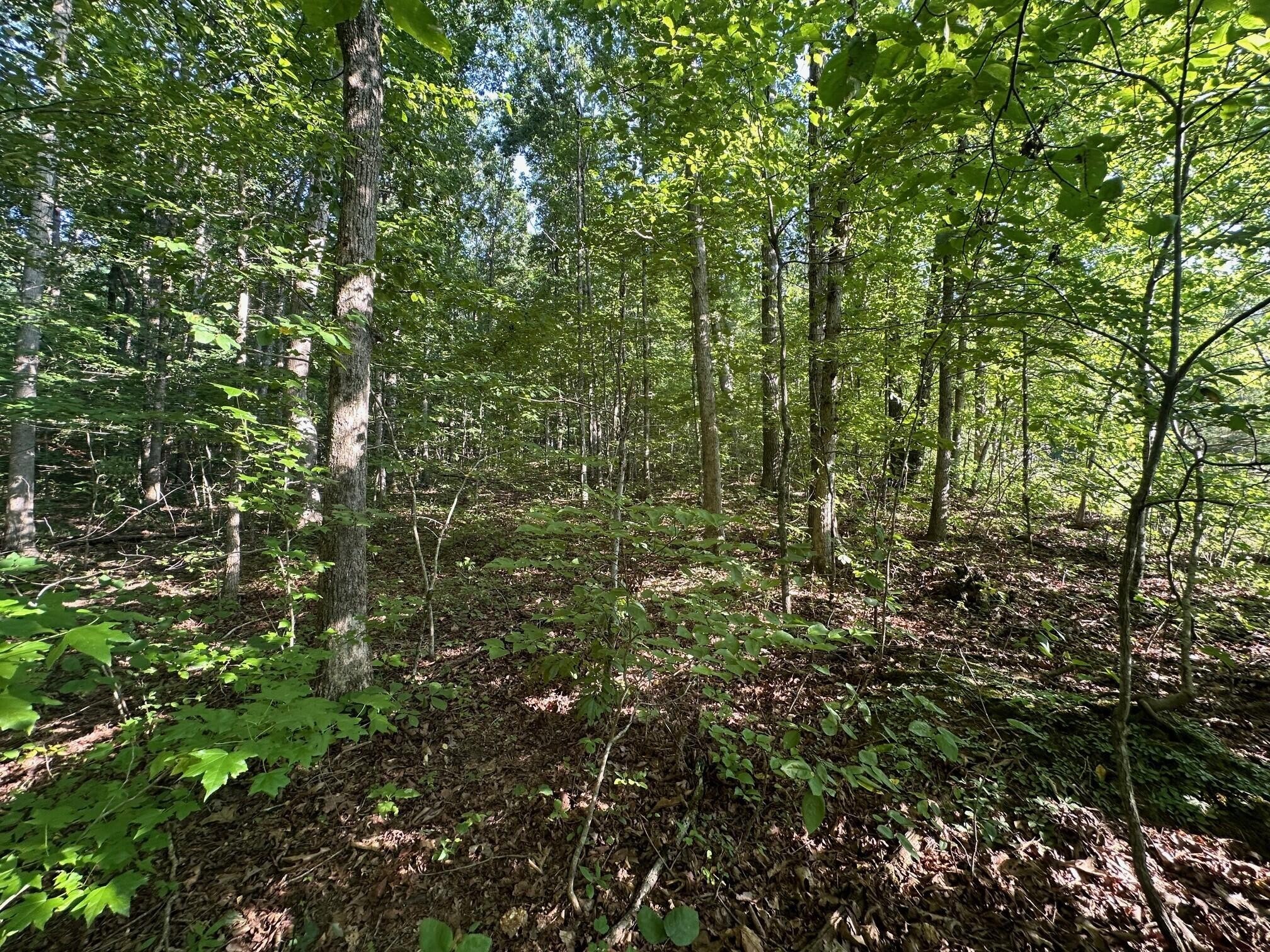 3 Prater Road Pikeville, TN 37367 - Photo 13 of 20 Gallery Image 13