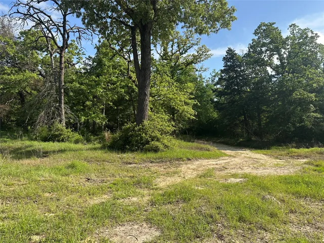 a lush green forest with lots of trees