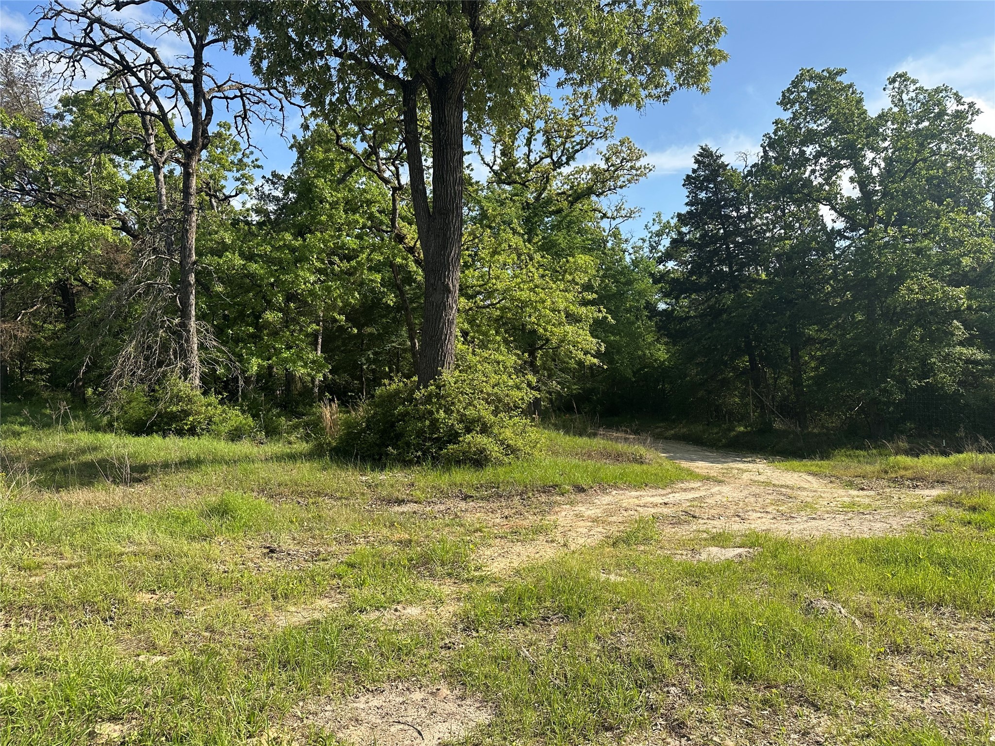 439 Walnut Lane Buffalo, TX 75831 - Photo 11 of 14 a view of a yard with a tree