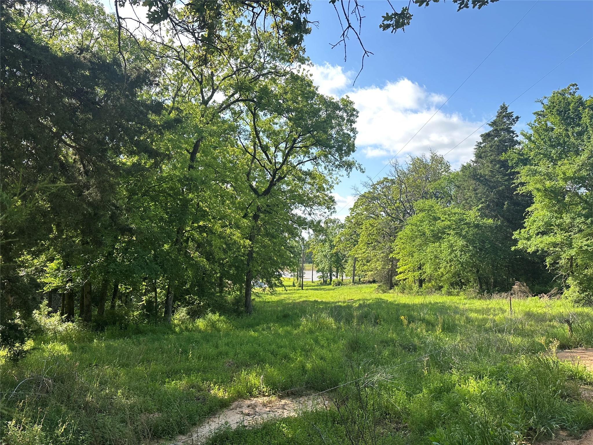 439 Walnut Lane Buffalo, TX 75831 - Photo 12 of 14 a lush green forest with lots of trees