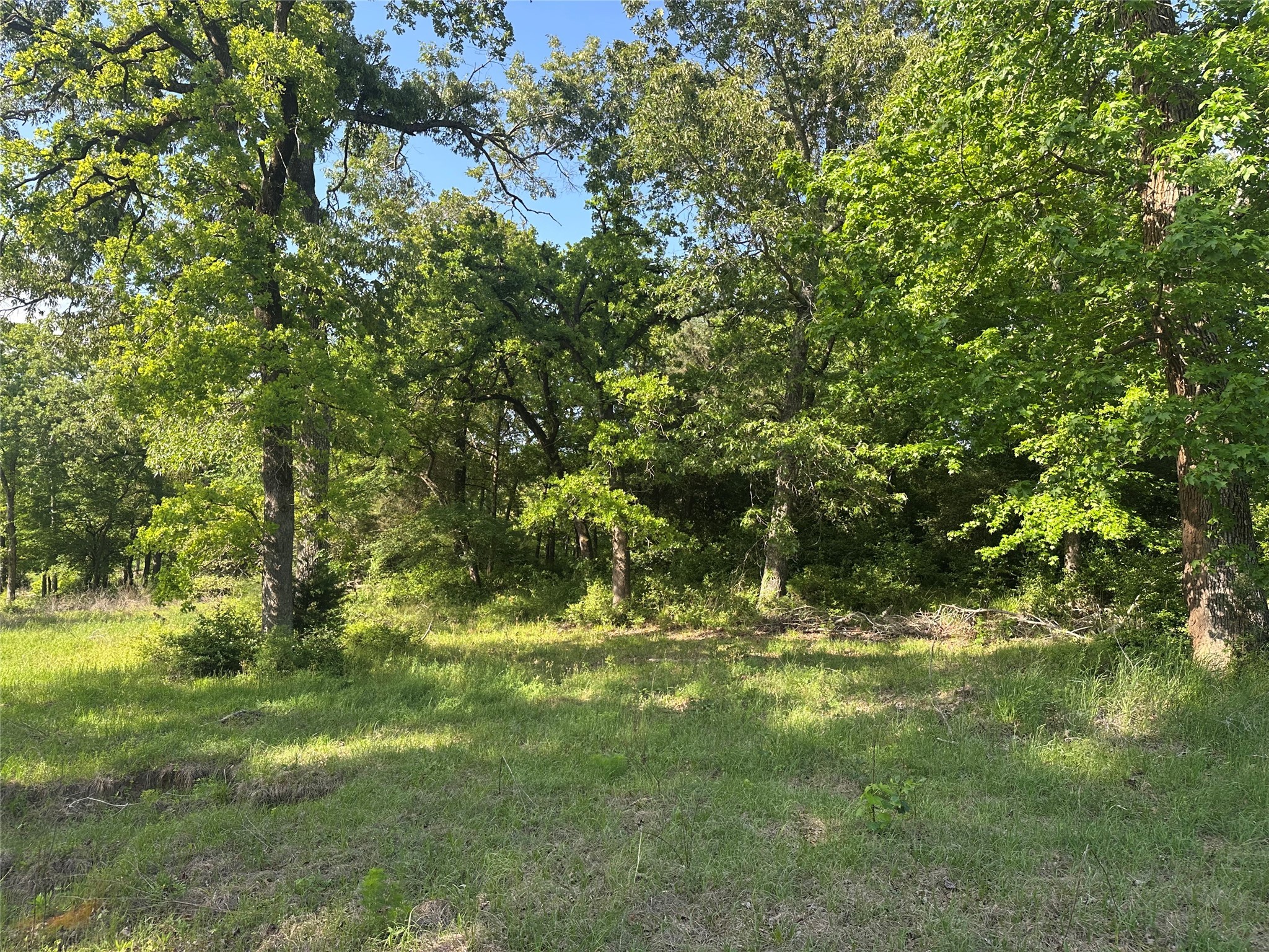 439 Walnut Lane Buffalo, TX 75831 - Photo 9 of 14 a backyard of a house with lots of green space