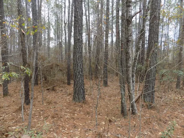 a view of a forest with trees in the background
