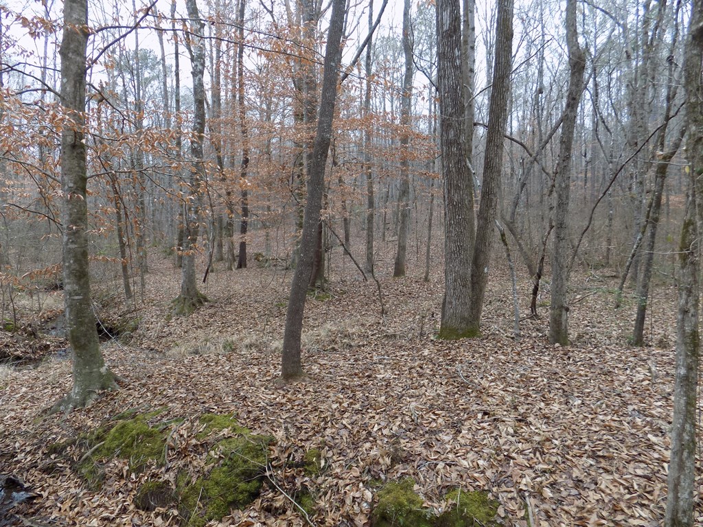 0 Mullins Road Hamilton, GA 31811 - Photo 5 of 5 a backyard of a house with lots of green space