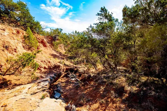 a view of a yard with plants and trees