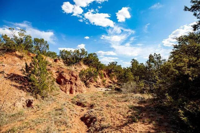 a view of a tree in a yard