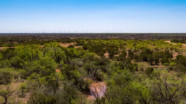 a view of a tree with a yard