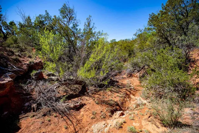 a backyard of a house with lots of trees