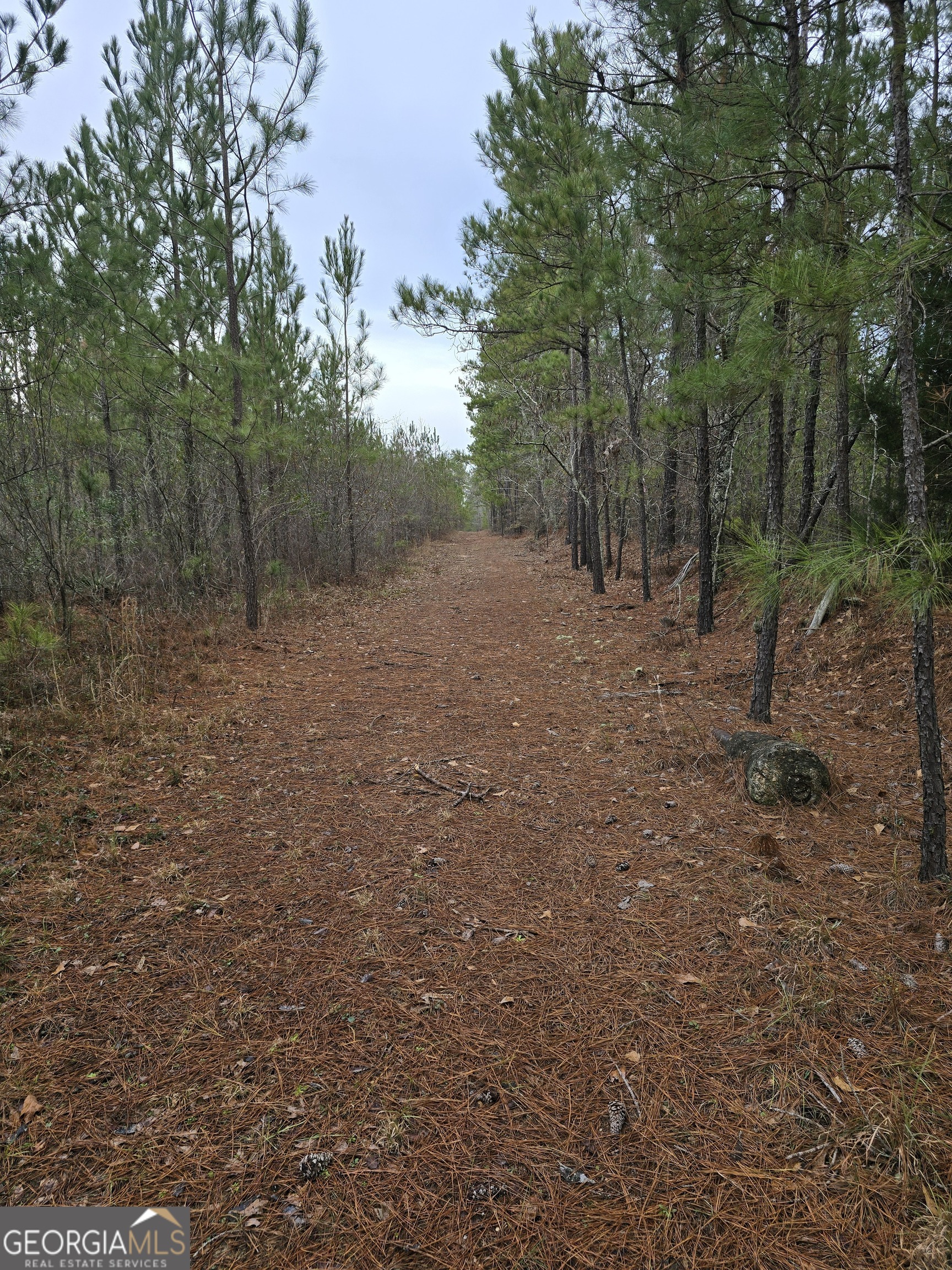 a view of a forest with trees in the background