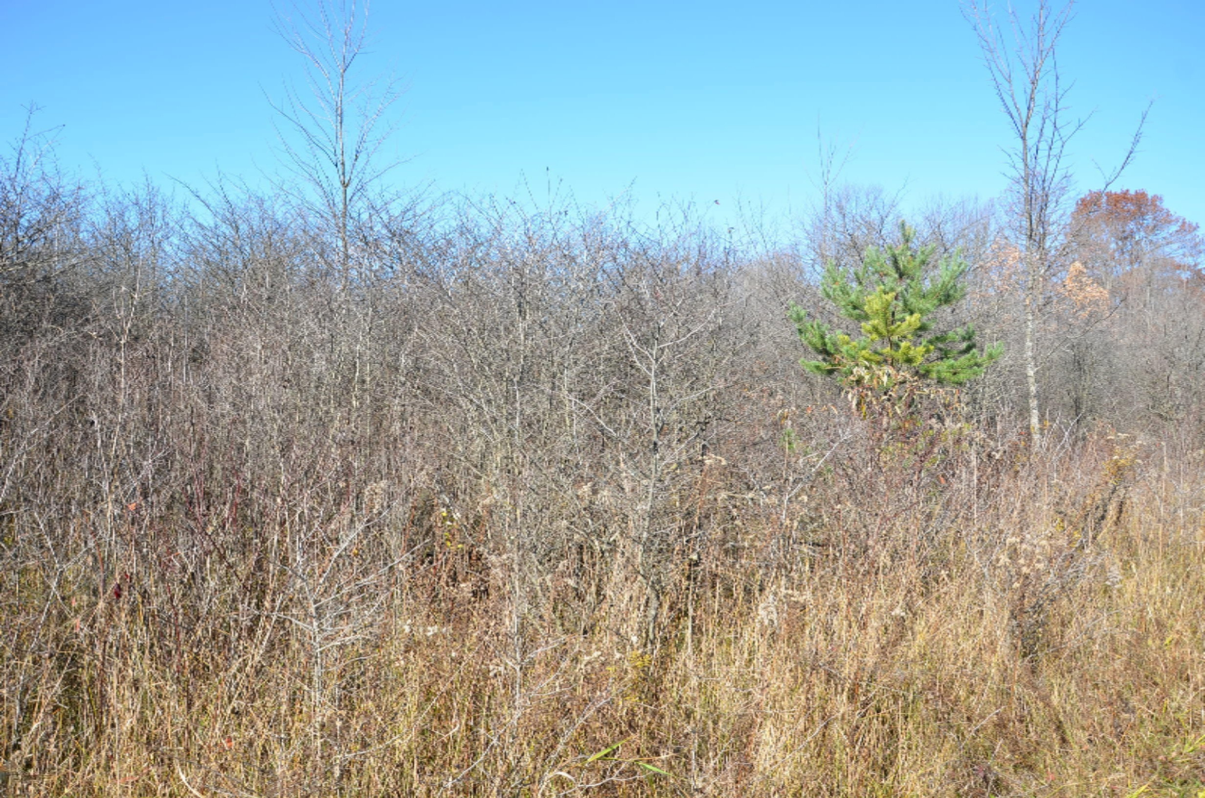 Shultz Road Hastings, MI 49058 - Photo 5 of 17 DSC_0518