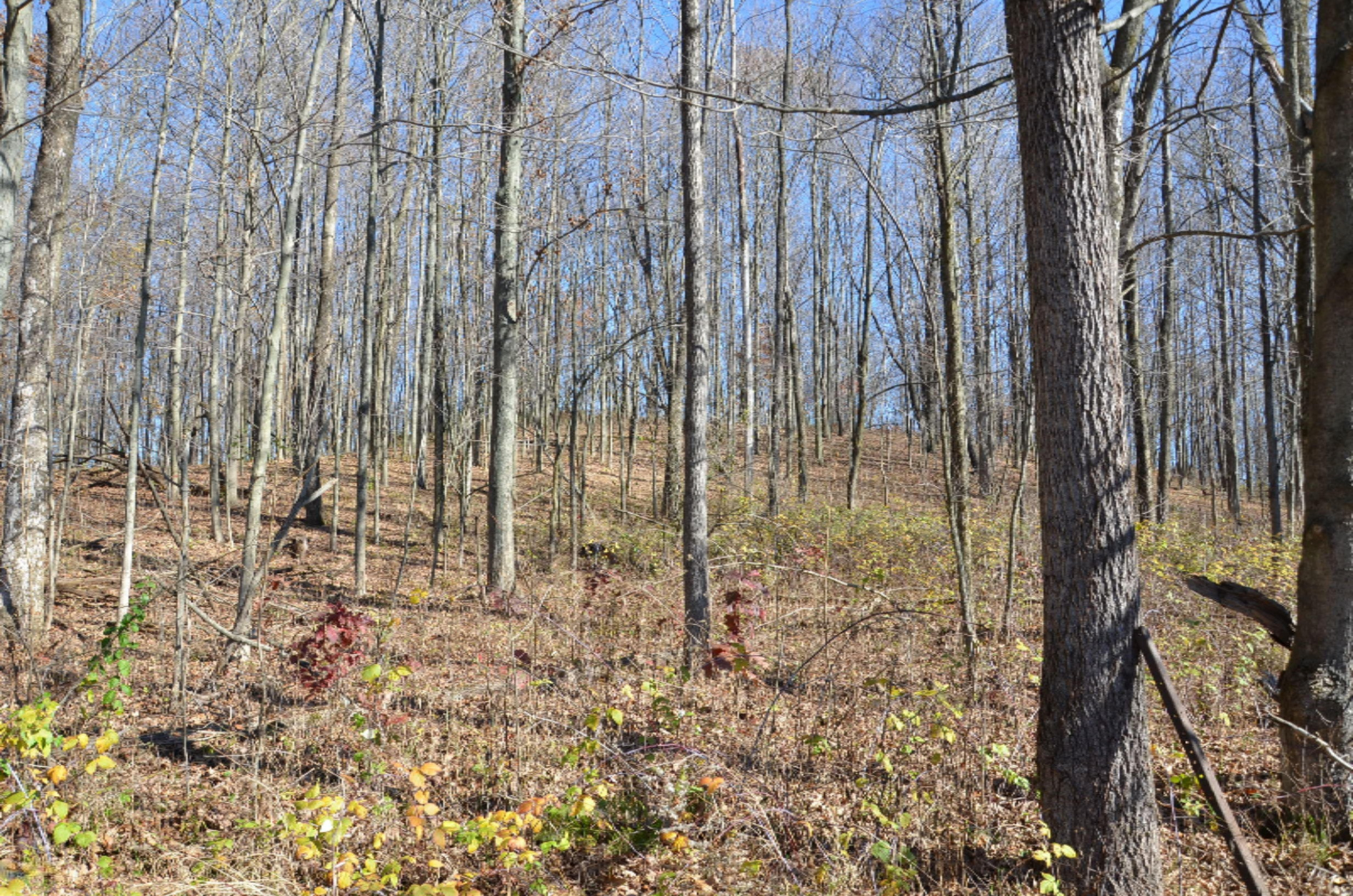 Shultz Road Hastings, MI 49058 - Photo 6 of 17 DSC_0519