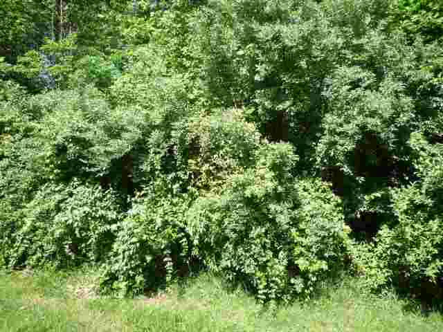 $50,000 | Lot 40 Lakewood, Vincennes, IN 47591